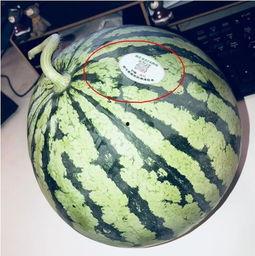 网红吃瓜出售,揭秘幕后交易与粉丝经济