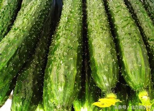 最新黄瓜爆料,揭秘绿色蔬菜背后的秘密与营养