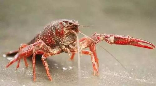 爆料杨氏小龙虾视频大全,揭秘网红美食背后的故事