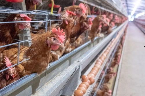 爆料东莞山鸡视频最新,揭秘背后真相与争议